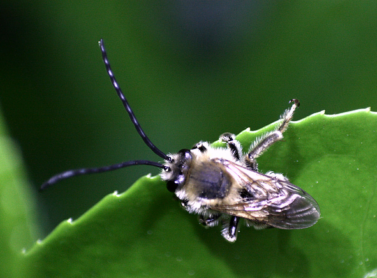 maschio di Eucera sp.